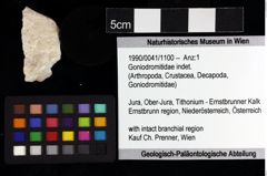 Foto (Objket + Etiketten) von Goniodromitidae indet. 